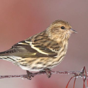 Pine Siskin