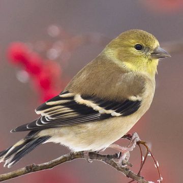 Carduelis tristis