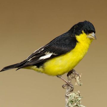 Lesser Goldfinch