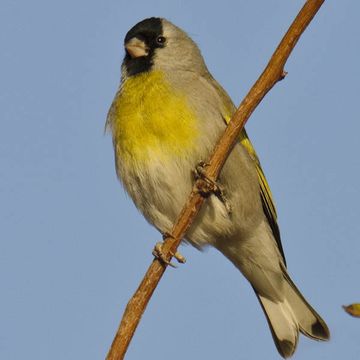 Carduelis lawrencei