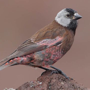 Gray-crowned Rosy-finch