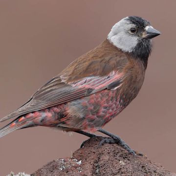 Gray-crowned Rosy-finch