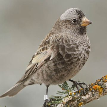 Black Rosy-finch