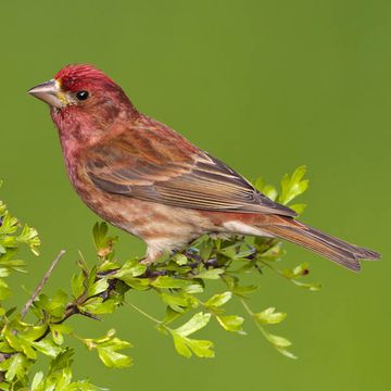 Carpodacus purpureus