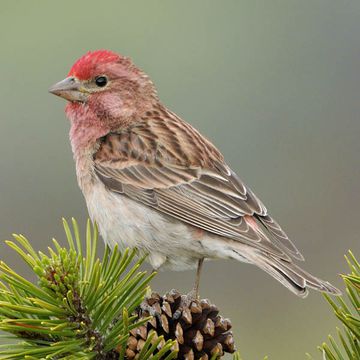 Cassin's Finch