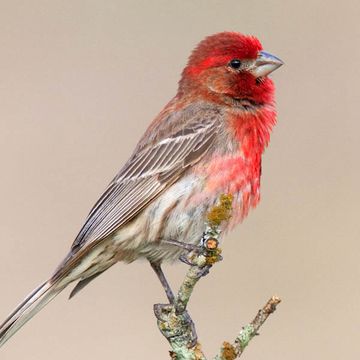 Carpodacus mexicanus