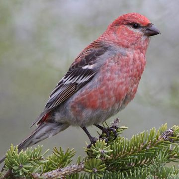 Pine Grosbeak