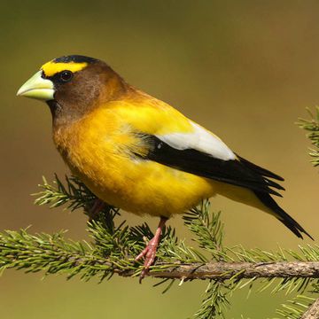 Evening Grosbeak