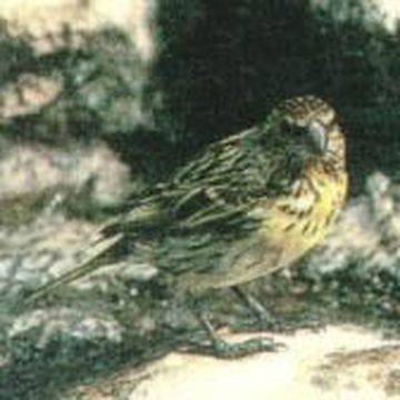 Nihoa Finch