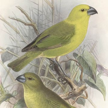 Lesser Koa-finch