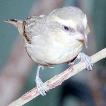 Maui Parrotbill