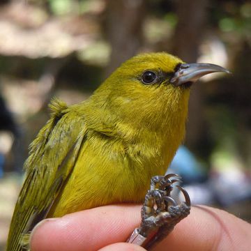 Common Amakihi