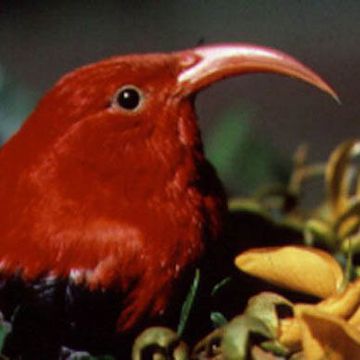 Vestiaria coccinea