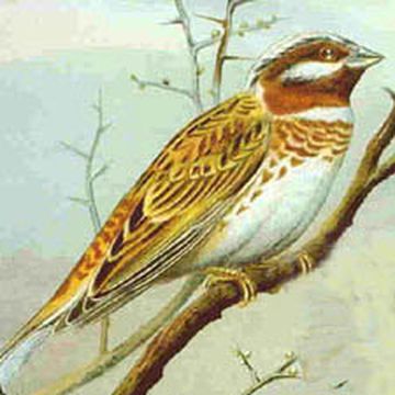 Emberiza leucocephalos