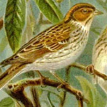 Emberiza pusilla