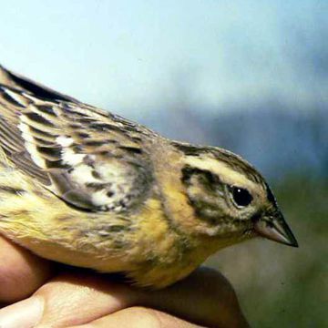 Yellow-breasted Bunting