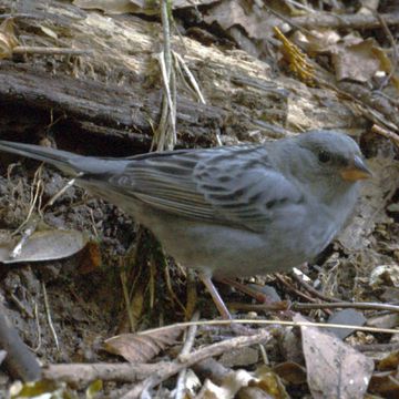 Grey Bunting