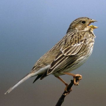 Corn Bunting