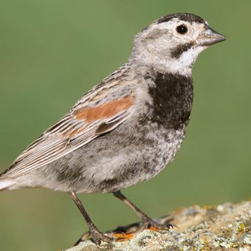 McCown's Longspur