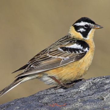 Smith's Longspur