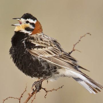 Chestnut-collared Longspur