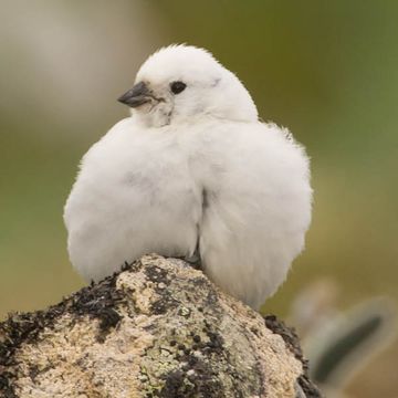 Beringschneeammer