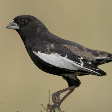 Lark Bunting