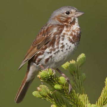 Fox Sparrow