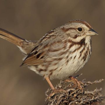 Song Sparrow