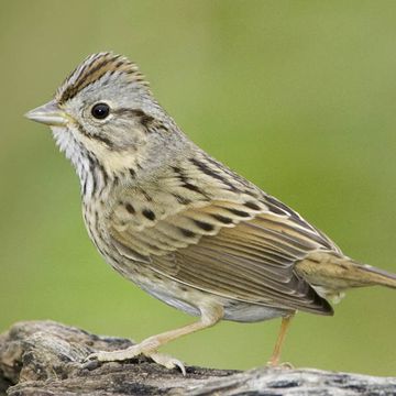 Lincoln's Sparrow