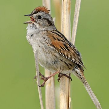 Swamp Sparrow