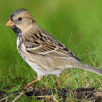 Harris's Sparrow