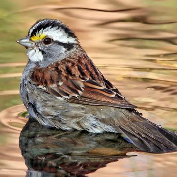 White-throated Sparrow