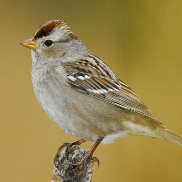 White-crowned Sparrow