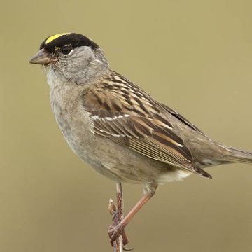 Golden-crowned Sparrow