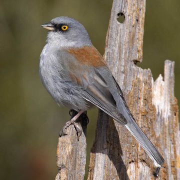 Yellow-eyed Junco