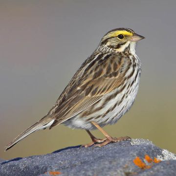 Savannah Sparrow