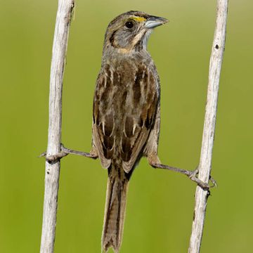 Seaside Sparrow