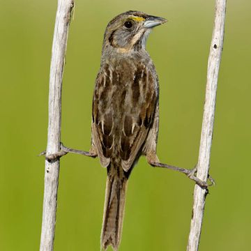 Ammodramus maritimus