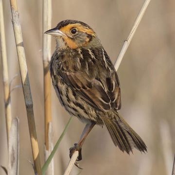 Saltmarsh Sparrow