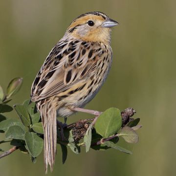 Le Conte's Sparrow