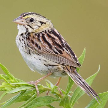 Ammodramus henslowii