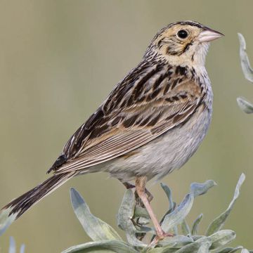 Baird's Sparrow
