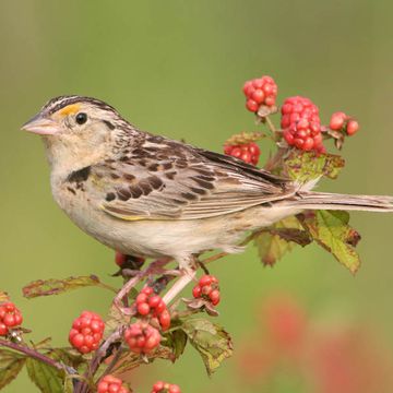 Grasshopper Sparrow