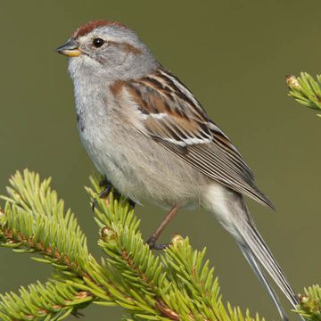 Spizella arborea