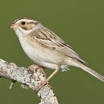 Clay-coloured Sparrow