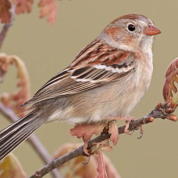 Spizella pusilla