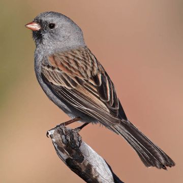 Spizella atrogularis