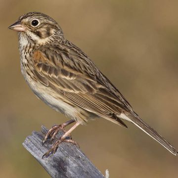 Vesper Sparrow