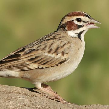 Lark Sparrow